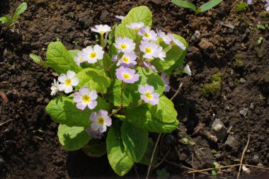 Çuha çiçeği veya çuha çiçeği (Primula)          