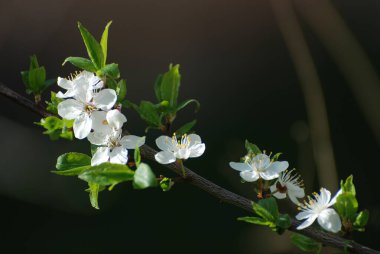 Taş meyvelerin bahar çiçekleri.