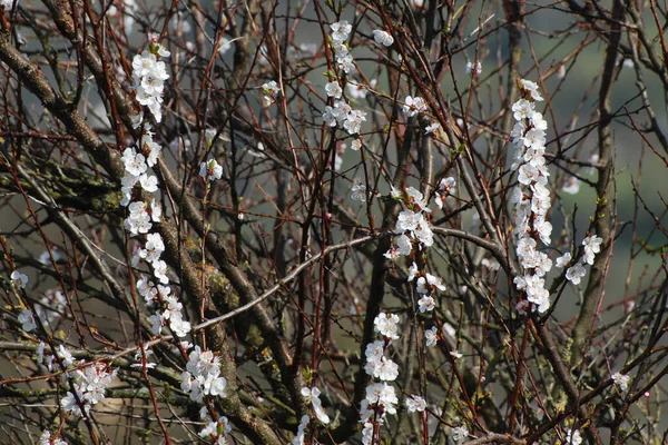 Frühjahrsblüte Der Steinfrüchte — Stockfoto