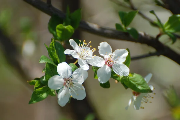 Spring Flowering Stone Fruits — Stock Photo, Image