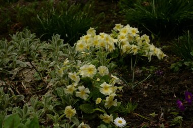 Çuha çiçeği veya çuha çiçeği (Primula)          