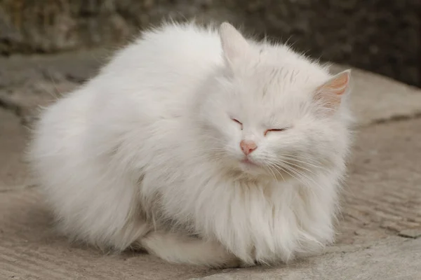 Κατοικίδια Γάτα Οικιακή Γάτα Felis Silvestris Catus — Φωτογραφία Αρχείου