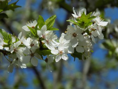 Taş meyvelerin bahar çiçekleri.