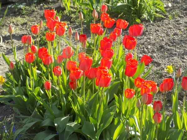 Красные Тюльпаны Tulipa Род Многолетних Растений Семейства Лилий — стоковое фото