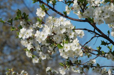 Kaya meyvelerinin bahar çiçeği. Kiraz çiçeği.