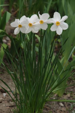  Narcissus, narcissus, marcis (Narcissus)                             