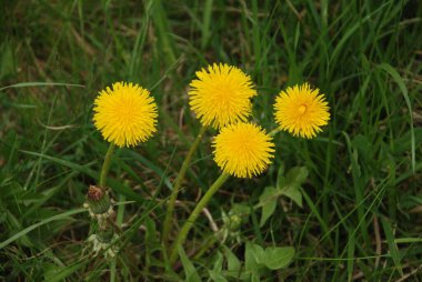 Sıradan karahindiba (Latin Lentodon)
