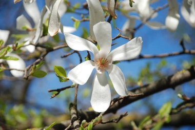 Magnolia, manolya familyasından büyük bir bitki cinsidir.