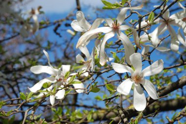 Magnolia, manolya familyasından büyük bir bitki cinsidir.