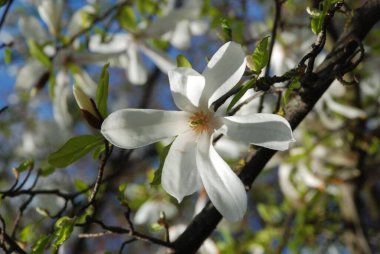 Magnolia, manolya familyasından büyük bir bitki cinsidir.