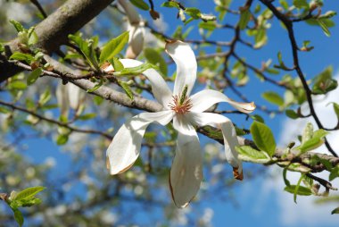 Magnolia, manolya familyasından büyük bir bitki cinsidir.