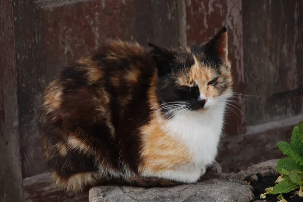 Tamkatt Eller Tamkatt Felis Silvestris Catus — Stockfoto