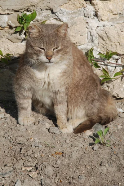 แมวในประเทศหร อแมวในประเทศ Felis Silvestris Catus — ภาพถ่ายสต็อก