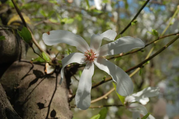 Magnolia Είναι Ένα Μεγάλο Γένος Φυτών Στην Οικογένεια Magnolia — Φωτογραφία Αρχείου