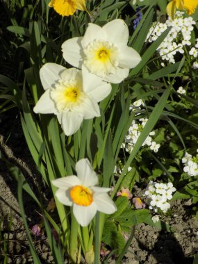  Narcissus, narcissus, marcis (Narcissus)                                       
