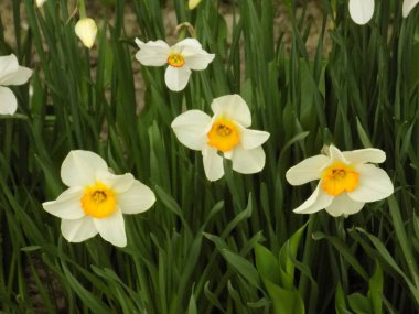  Narcissus, narcissus, marcis (Narcissus)                             