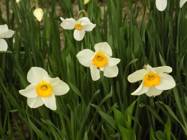  Narcissus, narcissus, marcis (Narcissus)                             