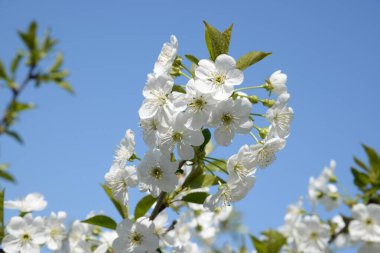 Kaya meyvelerinin bahar çiçeği. Kiraz çiçeği.