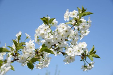 Kaya meyvelerinin bahar çiçeği. Kiraz çiçeği.