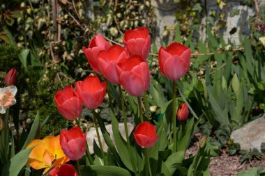 Kırmızı laleler (Tulipa) - zambak familyasının daimi bitki cinsi.        