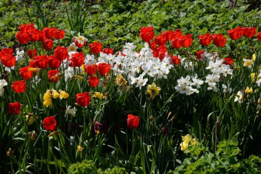  Narcissus, Narcissus, Marcis ve laleler
