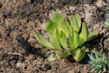 Genç (Latince. Sempervivum) - Crassulaceae familyasından sulu bir bitki cinsi..