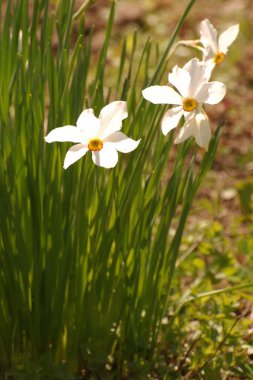  Narcissus, narcissus, marcis (Narcissus)                             