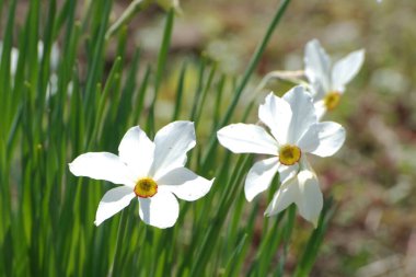 Narcissus, narcissus, marcis (Narcissus)                             