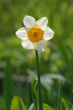 Narcissus, narcissus, marcis (Narcissus)                             