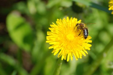 Sıradan karahindiba (Latin Lentodon)