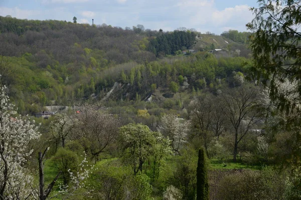 Singolo Inizia Nella Vecchia Foresta — Foto Stock