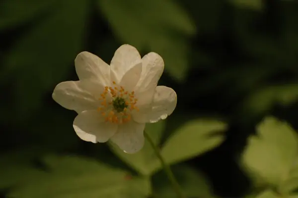 Anemone Oder Anemone Ist Eine Pflanzengattung Aus Der Familie Der — Stockfoto