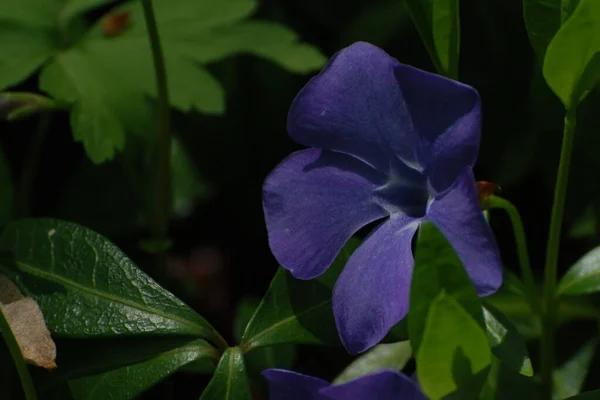 Periwinkle Vinca Rodzaj Roślin Kwitnących Rodziny Okoniokształtnych Apocynaceae — Zdjęcie stockowe