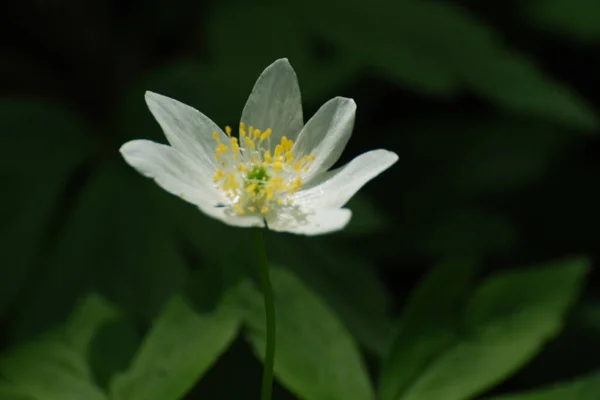 Anemone Ανεμώνη Είναι Ένα Γένος Φυτών Στην Οικογένεια Buttercup — Φωτογραφία Αρχείου