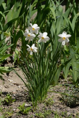  Narcissus, narcissus, marcis (Narcissus)          