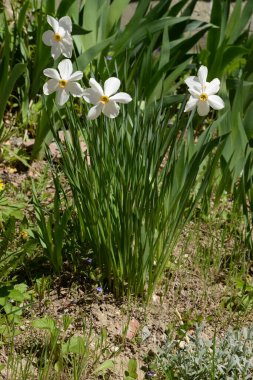  Narcissus, narcissus, marcis (Narcissus)          