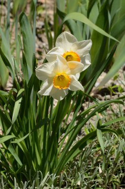  Narcissus, narcissus, marcis (Narcissus)          