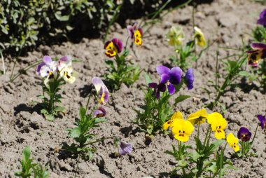 Üç renkli mor, yaban domuzları