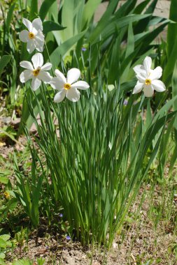  Narcissus, narcissus, marcis (Narcissus)          