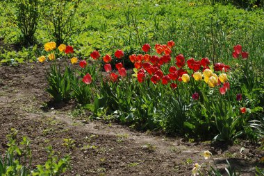 kırmızı ve sarı laleler