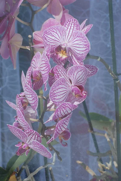 Zozuliantsev Nebo Orchidaceae Orchidaceae Domovina Jednokvětých Trvalých Suchozemských Nebo Epifytických — Stock fotografie