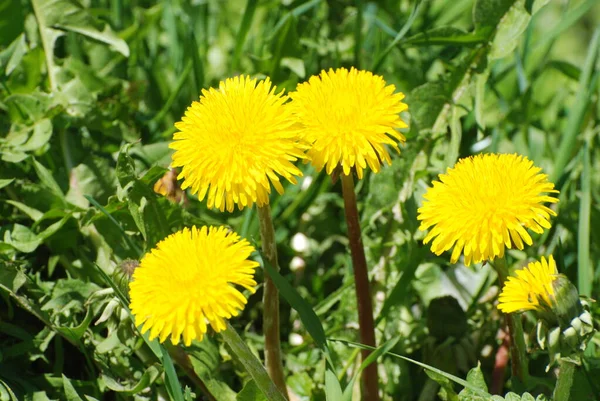 Common Dandelion Latin Lentodon — Stock Photo, Image