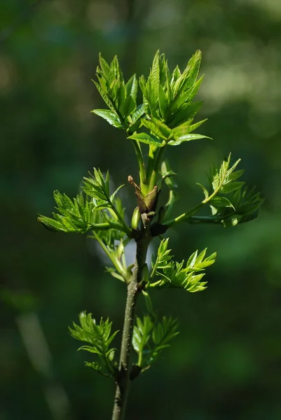 Buds Paus Gemma — Fotografia de Stock