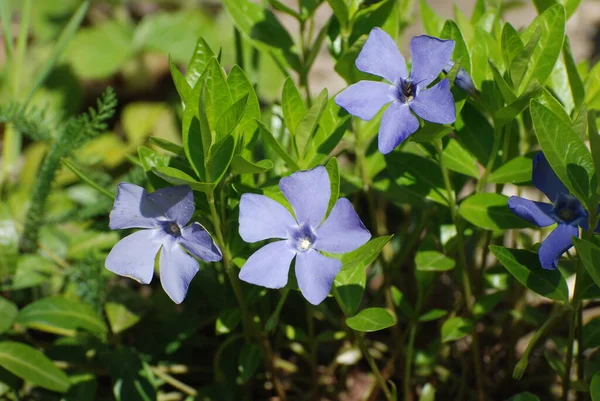 Periwinkle Vinca Rodzaj Roślin Kwitnących Rodziny Okoniokształtnych Apocynaceae — Zdjęcie stockowe