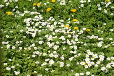 Papatya çayı (Matricaria L. ; diğer isimler: Romaine, gelincik, gelin, roman; nadiren, allık)