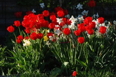  Narcissus, Narcissus, Marcis ve laleler