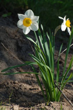  Narcissus, narcissus, marcis (Narcissus)          