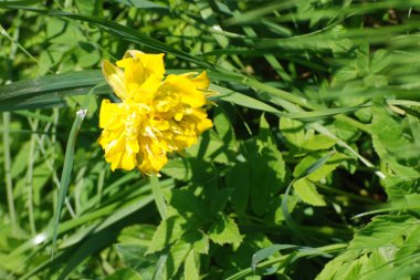  Narcissus, narcissus, marcis (Narcissus)          