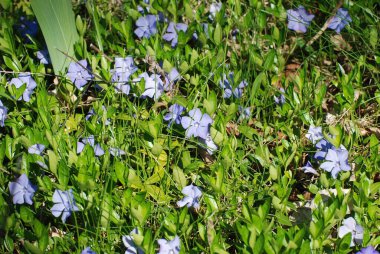 Periwinkle (Vinca) - menekşe ağacı (Apocynaceae) familyasından bir bitki cinsi.)