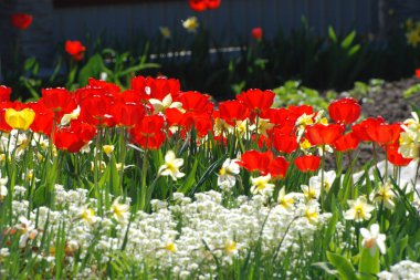 Kırmızı laleler (Tulipa) - zambak familyasının daimi bitki cinsi.